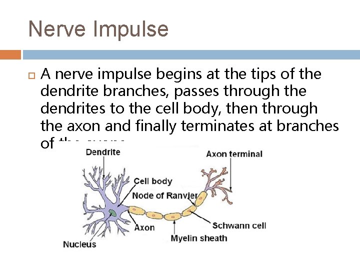 Nerve Impulse A nerve impulse begins at the tips of the dendrite branches, passes