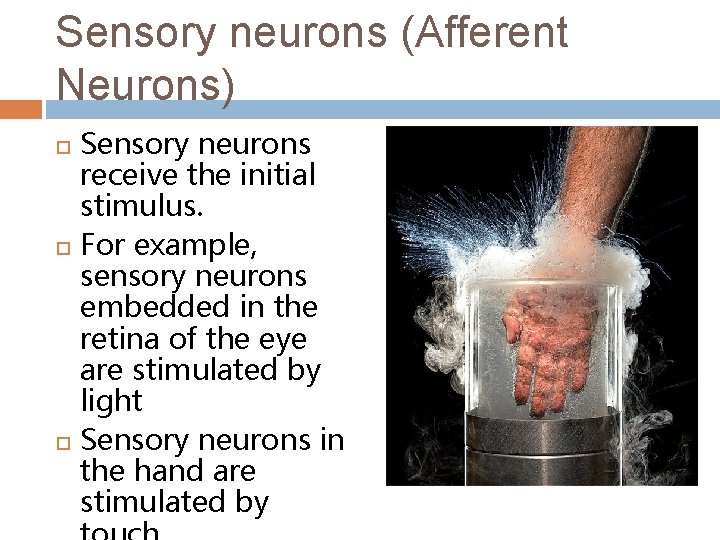 Sensory neurons (Afferent Neurons) Sensory neurons receive the initial stimulus. For example, sensory neurons