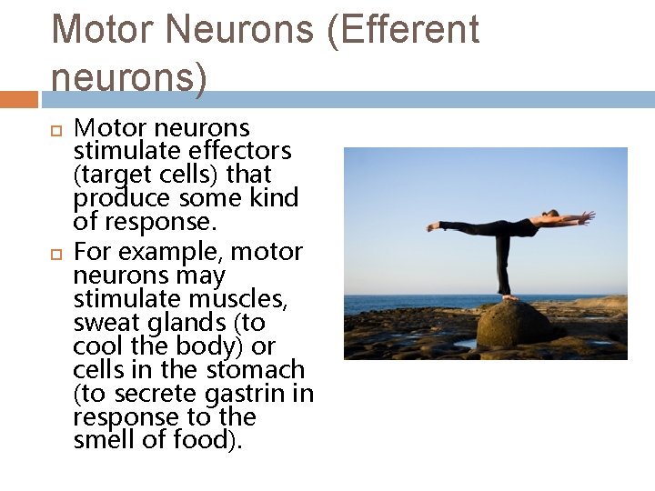 Motor Neurons (Efferent neurons) Motor neurons stimulate effectors (target cells) that produce some kind