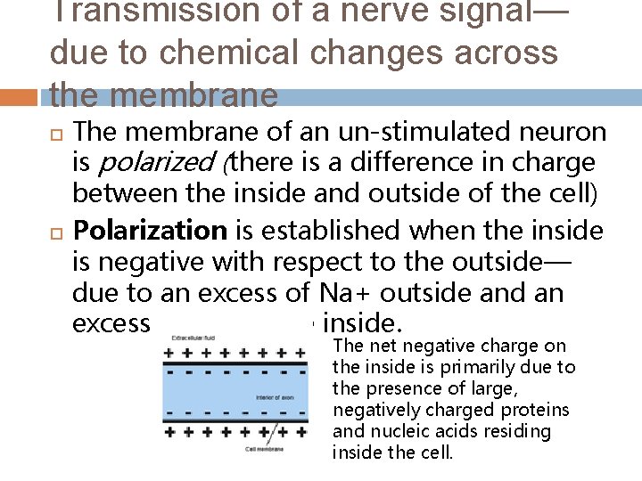 Transmission of a nerve signal— due to chemical changes across the membrane The membrane