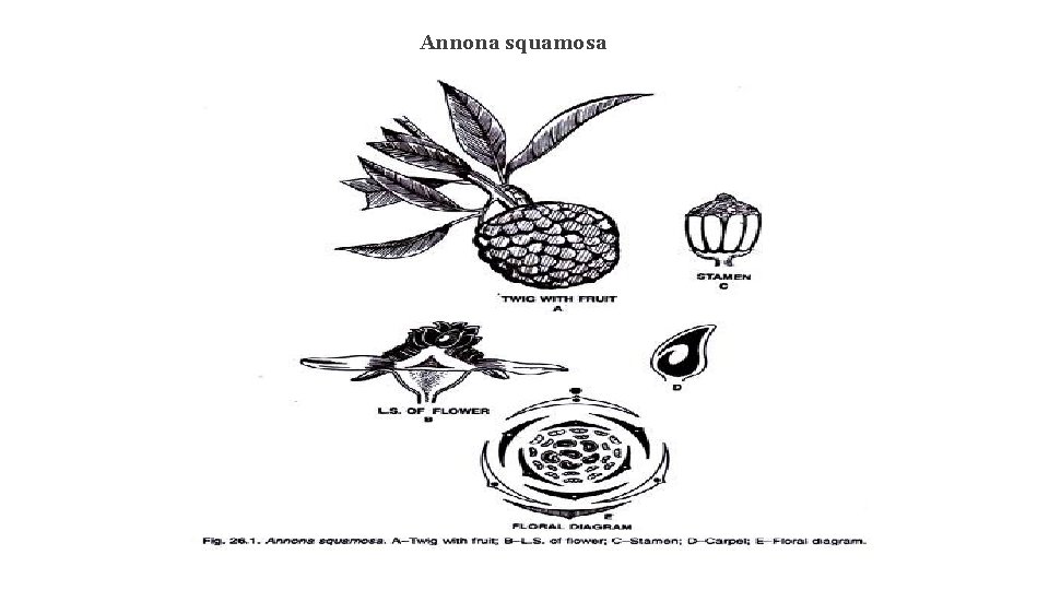 Annona squamosa 