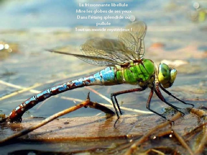 La frissonnante libellule Mire les globes de ses yeux Dans l'étang splendide où pullule