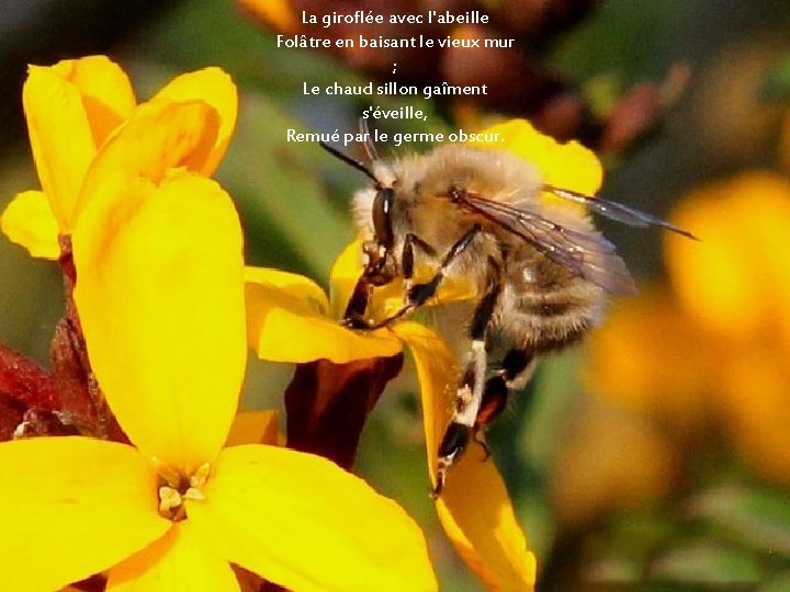 La giroflée avec l'abeille Folâtre en baisant le vieux mur ; Le chaud sillon