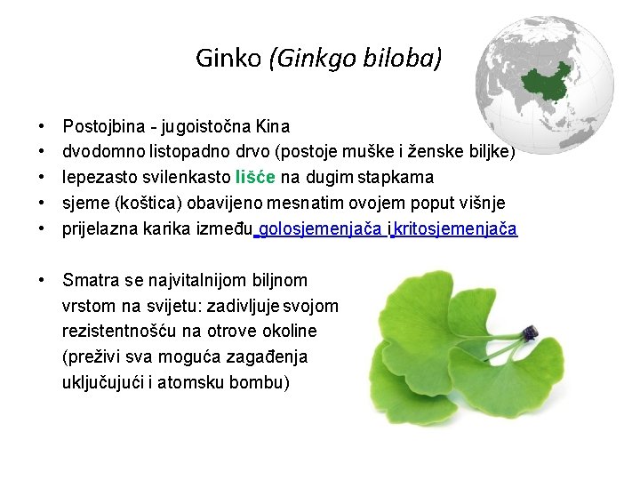 Ginko (Ginkgo biloba) • • • Postojbina - jugoistočna Kina dvodomno listopadno drvo (postoje