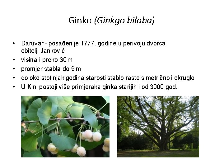 Ginko (Ginkgo biloba) • Daruvar - posađen je 1777. godine u perivoju dvorca obitelji