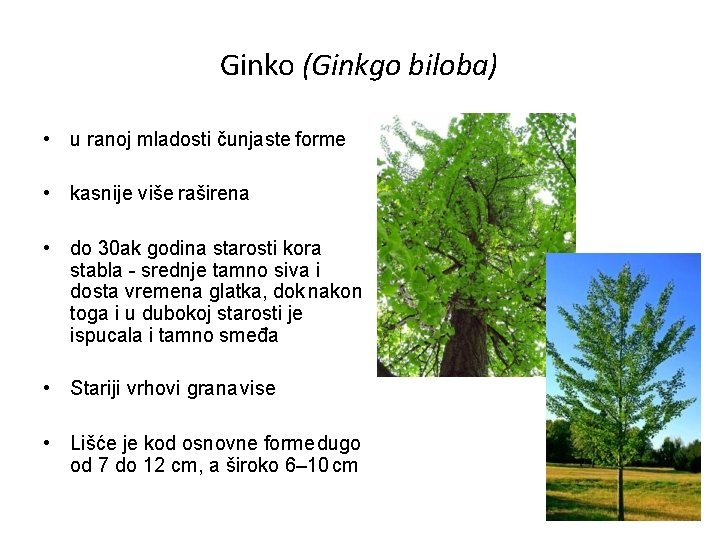 Ginko (Ginkgo biloba) • u ranoj mladosti čunjaste forme • kasnije više raširena •