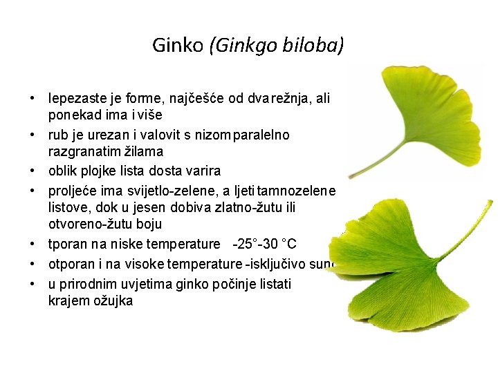 Ginko (Ginkgo biloba) • lepezaste je forme, najčešće od dva režnja, ali ponekad ima
