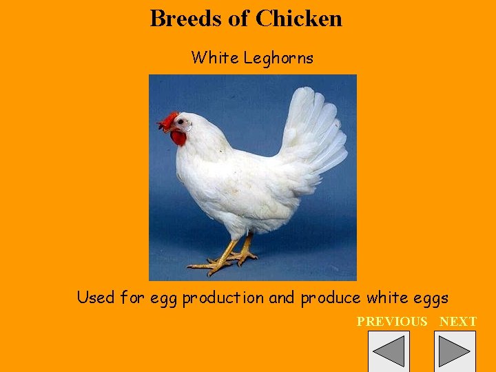 Breeds of Chicken White Leghorns Used for egg production and produce white eggs PREVIOUS