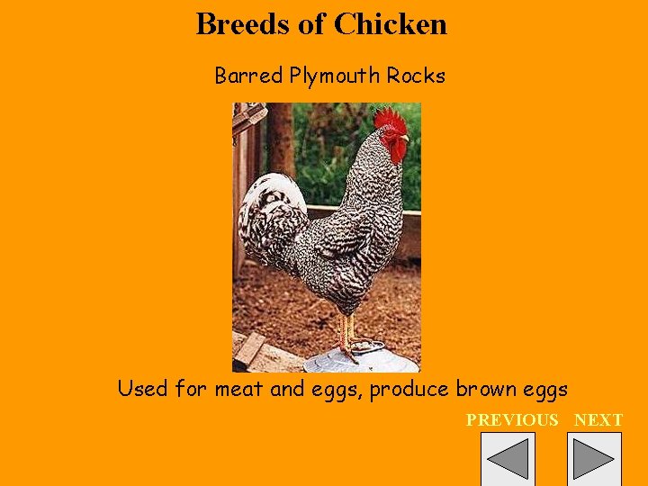 Breeds of Chicken Barred Plymouth Rocks Used for meat and eggs, produce brown eggs