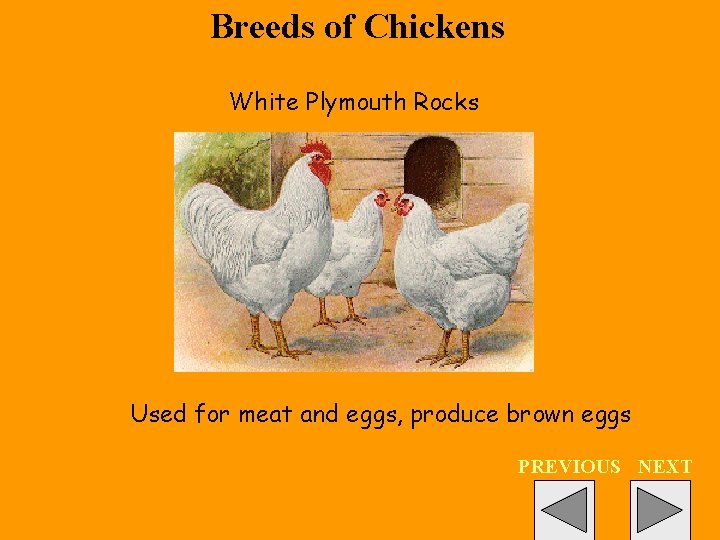 Breeds of Chickens White Plymouth Rocks Used for meat and eggs, produce brown eggs