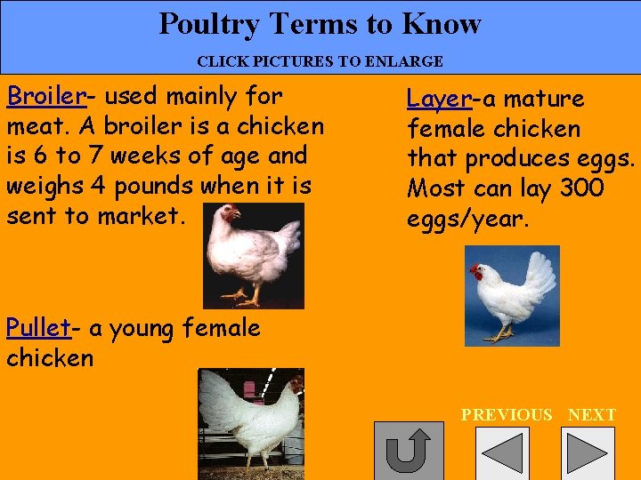 Poultry Terms to Know CLICK PICTURES TO ENLARGE Broiler- used mainly for meat. A