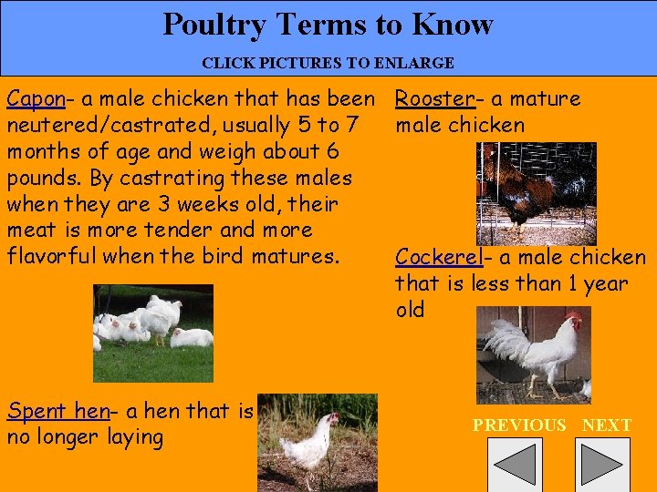 Poultry Terms to Know CLICK PICTURES TO ENLARGE Capon- a male chicken that has