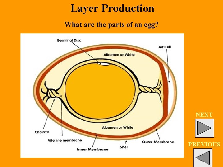 Layer Production What are the parts of an egg? NEXT PREVIOUS 