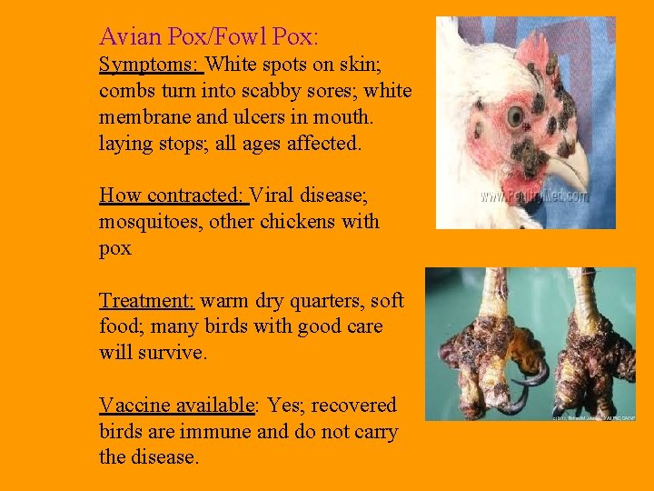 Avian Pox/Fowl Pox: Symptoms: White spots on skin; combs turn into scabby sores; white