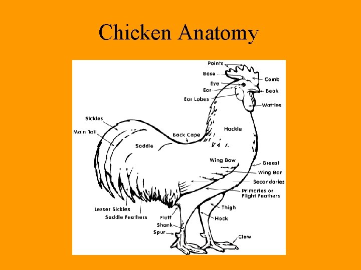 Chicken Anatomy 