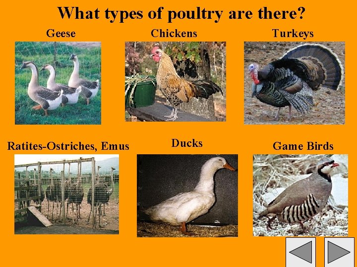 What types of poultry are there? Geese Ratites-Ostriches, Emus Chickens Ducks Turkeys Game Birds