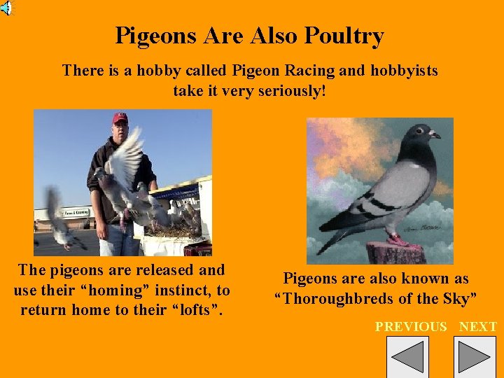 Pigeons Are Also Poultry There is a hobby called Pigeon Racing and hobbyists take