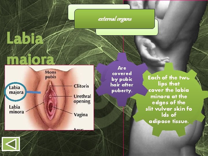 external organs Labia majora Are covered by pubic hair after puberty. Each of the