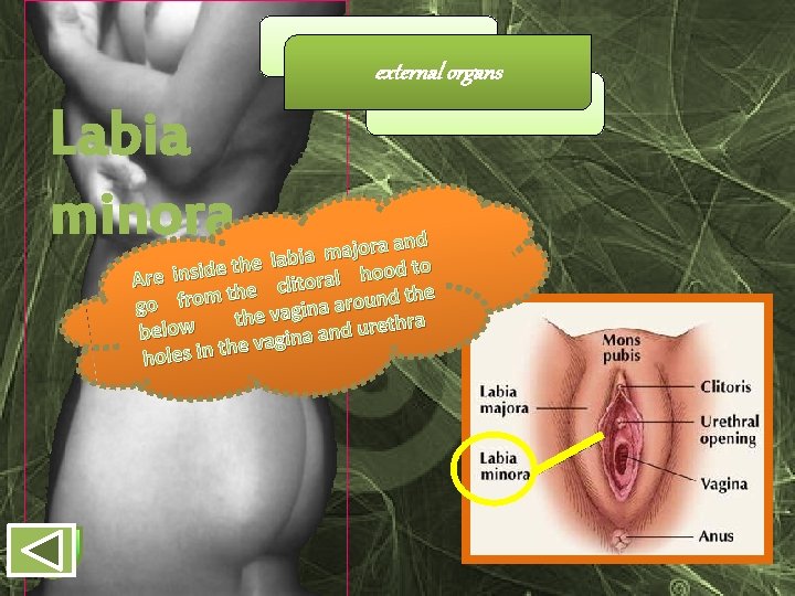 external organs Labia minora and a r o j a m labia e h