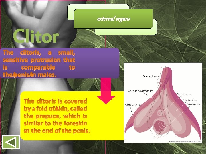 external organs Clitor is 