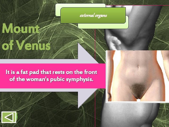 external organs Mount of Venus It is a fat pad that rests on the