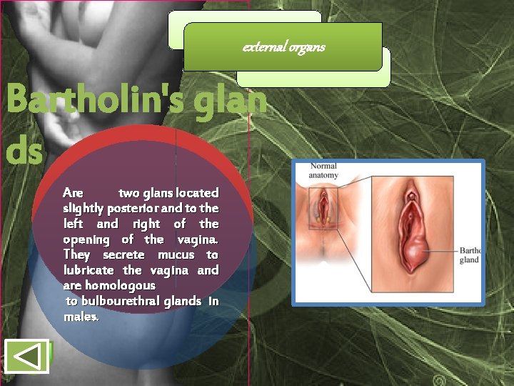 external organs Bartholin's glan ds Are two glans located slightly posterior and to the