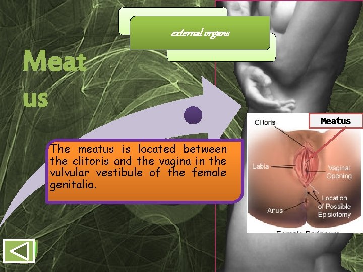 external organs Meat us The meatus is located between the clitoris and the vagina