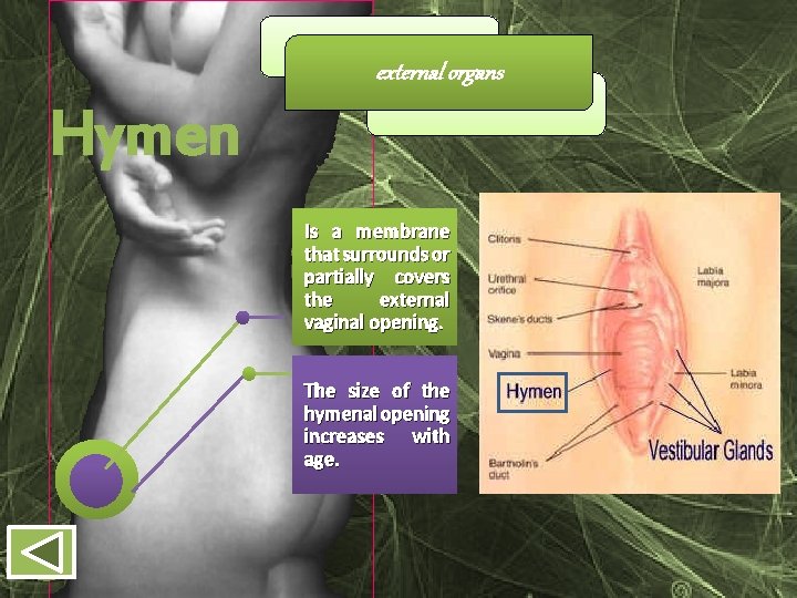 external organs Hymen Is a membrane that surrounds or partially covers the external vaginal