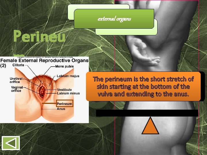 external organs Perineu m The perineum is the short stretch of skin starting at