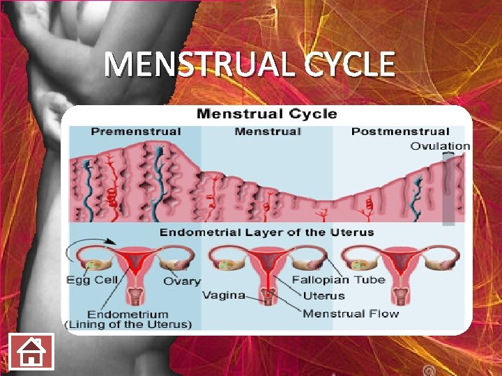 MENSTRUAL CYCLE 