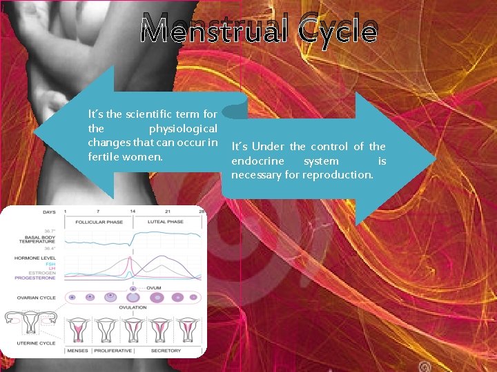 Menstrual Cycle It´s the scientific term for the physiological changes that can occur in