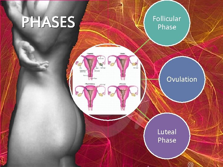 PHASES Follicular Phase Ovulation Luteal Phase 