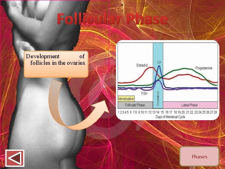 Follicular Phase Development of follicles in the ovaries. Phases 