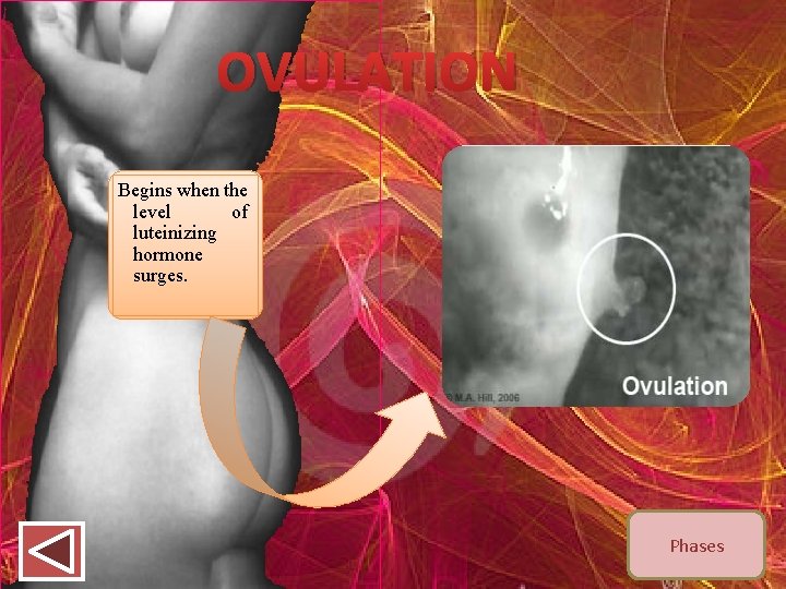 OVULATION Begins when the level of luteinizing hormone surges. Phases 