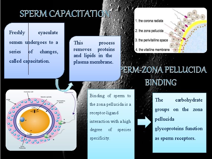 SPERM CAPACITATION Freshly eyaculate semen undergoes to a series of changes, called capacitation. This