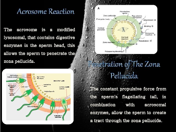 Acrosome Reaction The acrosome is a modified lysosomal, that contains digestive enzymes in the