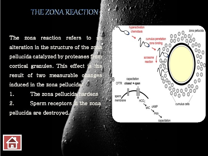 THE ZONA REACTION The zona reaction refers to an alteration in the structure of