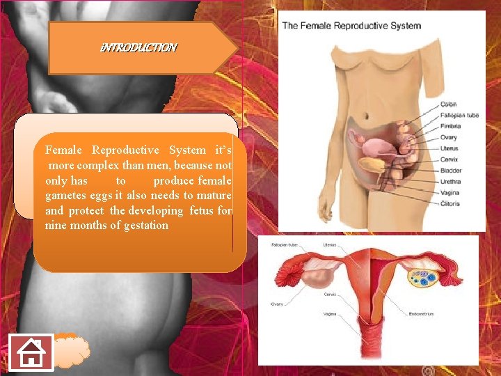 i. NTRODUCTION Female Reproductive System it’s more complex than men, because not only has