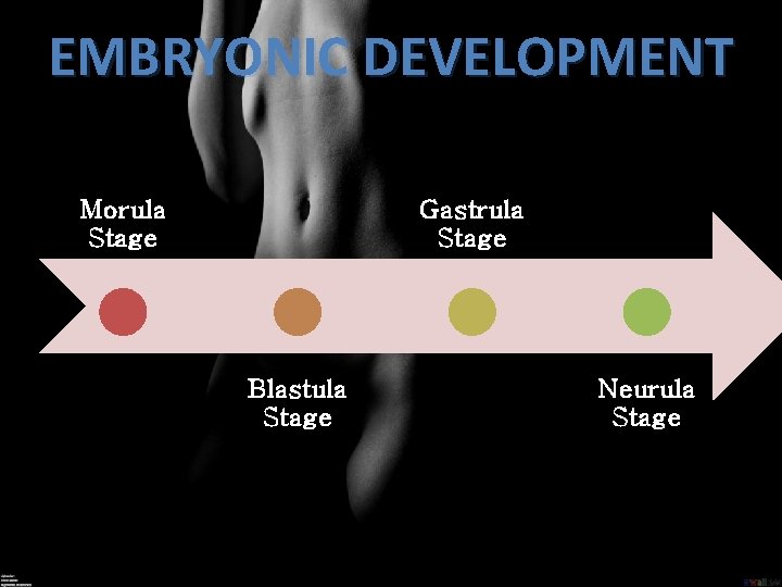 EMBRYONIC DEVELOPMENT Morula Stage Gastrula Stage Blastula Stage Neurula Stage 
