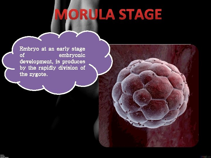 MORULA STAGE Embryo at an early stage of embryonic development, is produces by the