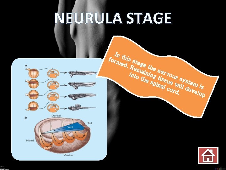 NEURULA STAGE In t form his st age ed. Rem the n into aining