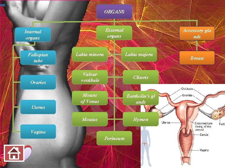 ORGANS External organs Internal organs Fallopian tube Ovaries Labia minora Accessory gla nds Labia