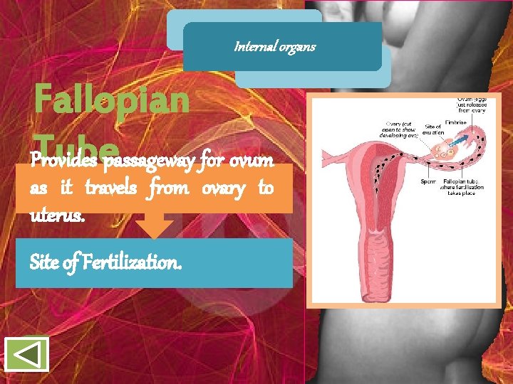 Internal organs Fallopian Tubepassageway for ovum Provides as it travels from ovary to uterus.