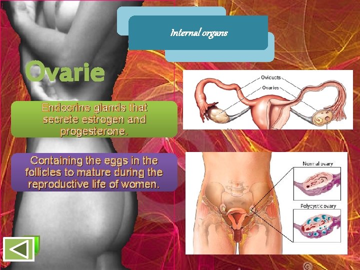 Internal organs Ovarie s Endocrine glands that secrete estrogen and progesterone. Containing the eggs