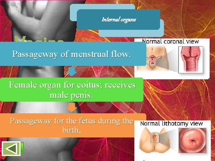 Internal organs Vagina Passageway of menstrual flow. Female organ for coitus; receives male penis.