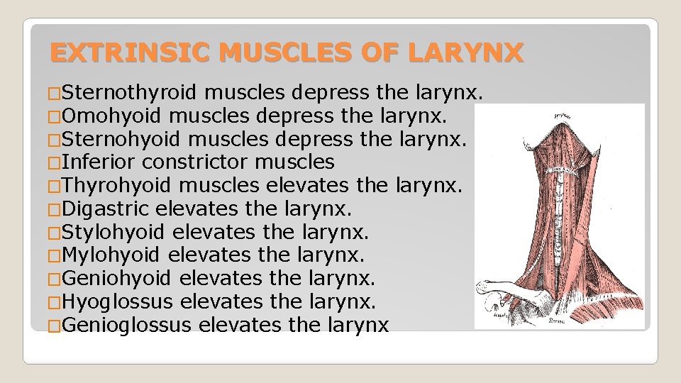 EXTRINSIC MUSCLES OF LARYNX �Sternothyroid muscles depress the larynx. �Omohyoid muscles depress the larynx.