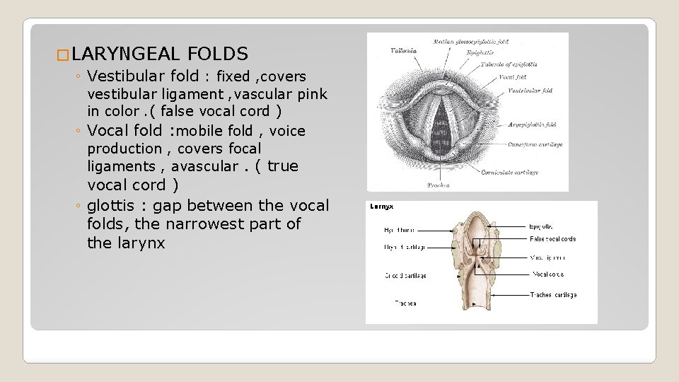�LARYNGEAL FOLDS ◦ Vestibular fold : fixed , covers vestibular ligament , vascular pink