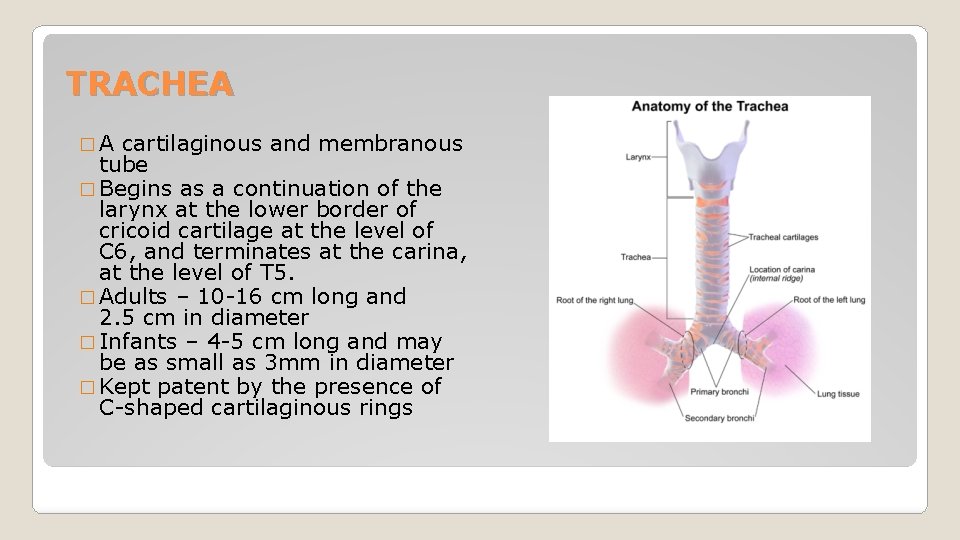 TRACHEA �A cartilaginous and membranous tube � Begins as a continuation of the larynx