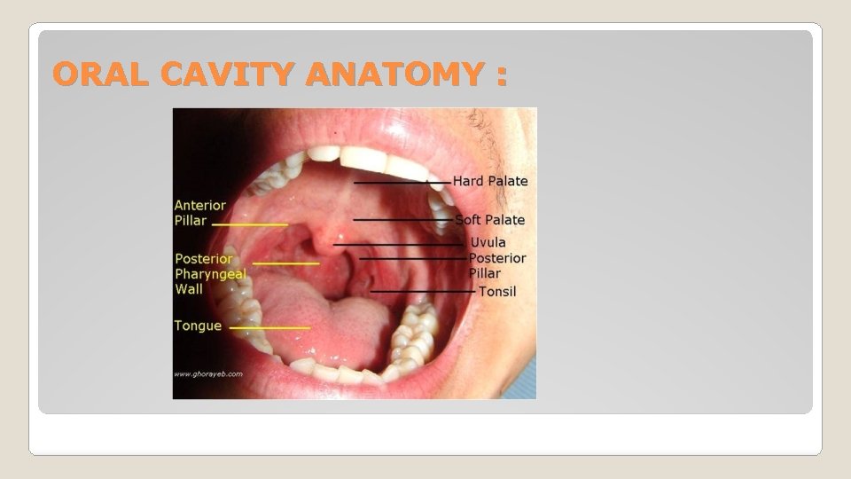 ORAL CAVITY ANATOMY : 