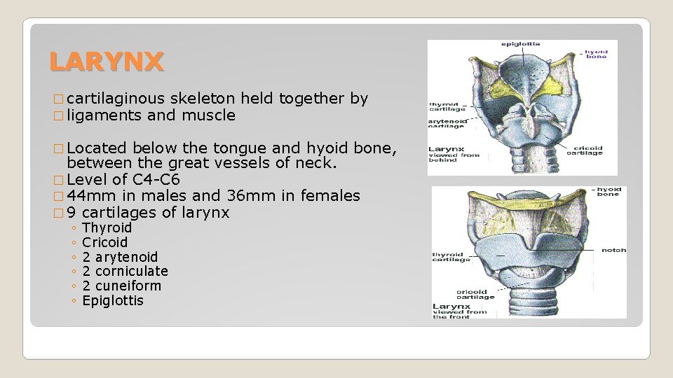 LARYNX � cartilaginous skeleton � ligaments and muscle � Located held together by below